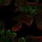 CASK Interacting Protein 2 antibody, NBP2-62674, Novus Biologicals, Immunofluorescence image 