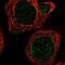 Mitochondrial Ribosomal Protein L51 antibody, PA5-58988, Invitrogen Antibodies, Immunofluorescence image 