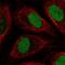 Ethanolamine-Phosphate Phospho-Lyase antibody, NBP2-57397, Novus Biologicals, Immunofluorescence image 