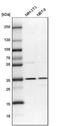 DnaJ Heat Shock Protein Family (Hsp40) Member C17 antibody, NBP1-84614, Novus Biologicals, Western Blot image 