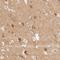 GIT ArfGAP 1 antibody, NBP1-85798, Novus Biologicals, Immunohistochemistry paraffin image 