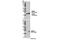 Progesterone Receptor Membrane Component 1 antibody, 13856T, Cell Signaling Technology, Western Blot image 