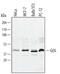 MTOR Associated Protein, LST8 Homolog antibody, AF4004, R&D Systems, Western Blot image 
