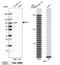 Melanotransferrin antibody, NBP1-85777, Novus Biologicals, Western Blot image 