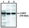 MAP/microtubule affinity-regulating kinase 3 antibody, MBS395789, MyBioSource, Western Blot image 