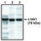 Microtubule Affinity Regulating Kinase 3 antibody, MBS395789, MyBioSource, Western Blot image 