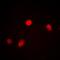 JunB Proto-Oncogene, AP-1 Transcription Factor Subunit antibody, orb256640, Biorbyt, Immunofluorescence image 