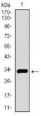 Solute Carrier Family 27 Member 5 antibody, abx015987, Abbexa, Western Blot image 