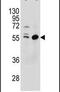 Testis Expressed 9 antibody, PA5-24110, Invitrogen Antibodies, Western Blot image 