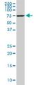 Heat Shock Protein Family A (Hsp70) Member 1 Like antibody, H00003305-M01, Novus Biologicals, Western Blot image 