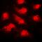 SKI Like Proto-Oncogene antibody, orb74407, Biorbyt, Immunofluorescence image 