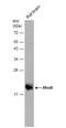 Ras Homolog Family Member B antibody, NBP2-20154, Novus Biologicals, Western Blot image 
