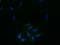 Receptor Accessory Protein 4 antibody, orb356375, Biorbyt, Immunofluorescence image 