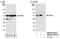 Methyl-CpG Binding Domain Protein 2 antibody, NB100-81657, Novus Biologicals, Western Blot image 