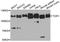 DNA Topoisomerase I antibody, A12524, ABclonal Technology, Western Blot image 
