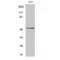 p53 antibody, LS-C385362, Lifespan Biosciences, Western Blot image 