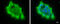 Toll Like Receptor Adaptor Molecule 1 antibody, GTX104744, GeneTex, Immunofluorescence image 