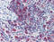 Sialophorin antibody, 51-294, ProSci, Immunohistochemistry frozen image 