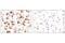 CD163 antibody, 93498S, Cell Signaling Technology, Immunohistochemistry paraffin image 