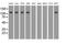 Transforming Acidic Coiled-Coil Containing Protein 3 antibody, MA5-25124, Invitrogen Antibodies, Western Blot image 
