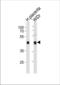 SAP30 Binding Protein antibody, TA325191, Origene, Western Blot image 