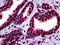 Myocyte Enhancer Factor 2A antibody, 51-761, ProSci, Immunohistochemistry frozen image 