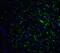 GABA Type A Receptor-Associated Protein antibody, 7359, ProSci, Immunofluorescence image 