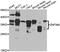 Zinc Finger Protein 346 antibody, abx006666, Abbexa, Western Blot image 