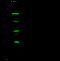 Transcription Factor AP-2 Gamma antibody, 101208-T32, Sino Biological, Western Blot image 