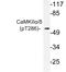 Calcium/Calmodulin Dependent Protein Kinase II Alpha antibody, LS-C178043, Lifespan Biosciences, Western Blot image 