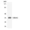 Olfactory Receptor Family 6 Subfamily S Member 1 antibody, LS-C200420, Lifespan Biosciences, Western Blot image 