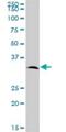 SplA/Ryanodine Receptor Domain And SOCS Box Containing 2 antibody, H00084727-B01P, Novus Biologicals, Western Blot image 