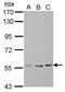 Tektin 5 antibody, PA5-32004, Invitrogen Antibodies, Western Blot image 