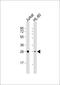 Inositol monophosphatase 1 antibody, M05882, Boster Biological Technology, Western Blot image 