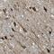 Jade Family PHD Finger 3 antibody, NBP1-83022, Novus Biologicals, Immunohistochemistry paraffin image 