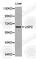 Ubiquitin Specific Peptidase 2 antibody, A1433, ABclonal Technology, Western Blot image 