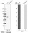 ELF3 antibody, HPA003479, Atlas Antibodies, Western Blot image 