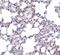 Transient Receptor Potential Cation Channel Subfamily C Member 6 antibody, 3899, ProSci, Immunohistochemistry frozen image 