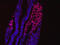 T-Box 6 antibody, AF4744, R&D Systems, Immunohistochemistry paraffin image 