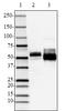 Tau, 419-433 antibody, 851004, BioLegend, Western Blot image 