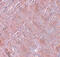 KIAA1464 antibody, 5665, ProSci Inc, Immunohistochemistry paraffin image 