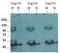 Myogenic Differentiation 1 antibody, AM32709PU-N, Origene, Western Blot image 