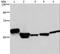 Major Facilitator Superfamily Domain Containing 2A antibody, LS-B15813, Lifespan Biosciences, Western Blot image 