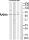 RAD18 E3 Ubiquitin Protein Ligase antibody, abx014443, Abbexa, Western Blot image 