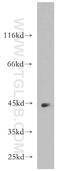 Kelch Like Family Member 35 antibody, 21199-1-AP, Proteintech Group, Western Blot image 