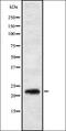 Cytochrome c oxidase subunit VIIa-liver/heart antibody, orb337732, Biorbyt, Western Blot image 