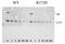 FA8 antibody, 101101, QED Bioscience, Western Blot image 