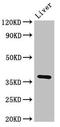 Serine/threonine-protein phosphatase PP1-beta catalytic subunit antibody, LS-C681850, Lifespan Biosciences, Western Blot image 