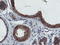 Q02769 antibody, TA503470, Origene, Immunohistochemistry paraffin image 