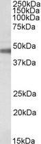 ATPase Na+/K+ Transporting Subunit Beta 1 antibody, EB09640, Everest Biotech, Western Blot image 